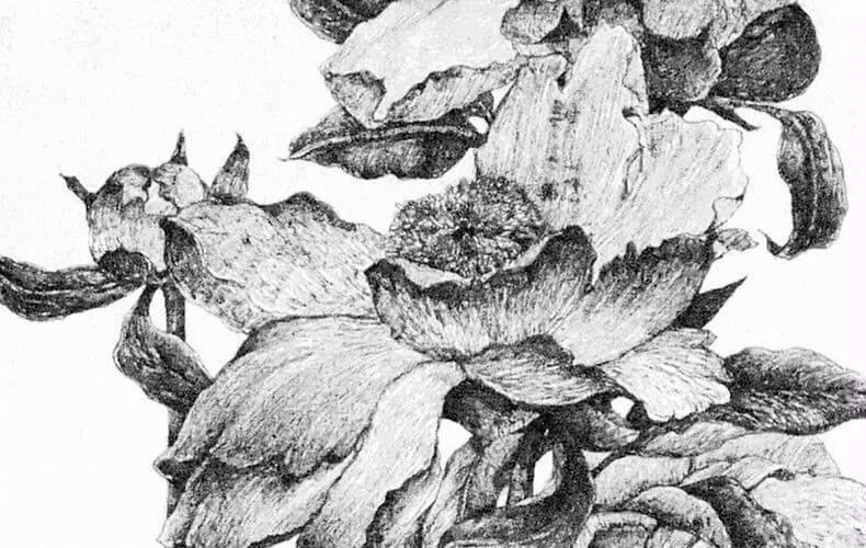 De ceci naissent les fleurs 1